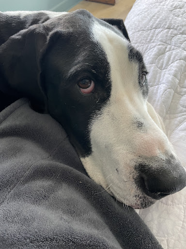 Dog Trainer «Mad 4 My Dog», reviews and photos, 702 E Temperance St, Ellettsville, IN 47429, USA