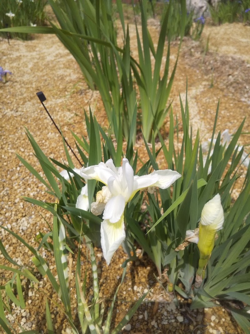 戸畑あやめ公園