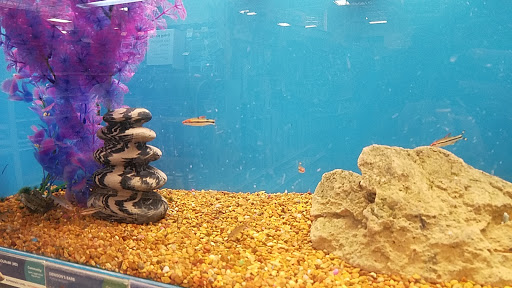 Pet Supply Store «PetSmart», reviews and photos, 4794 Jimmy Lee Smith Pkwy #108, Hiram, GA 30141, USA