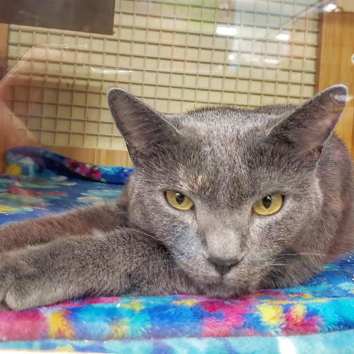 Pet Supply Store «Petco Animal Supplies», reviews and photos, 298 Spring Creek Drive, Franklin, TN 37067, USA