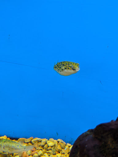 Pet Supply Store «Petco Animal Supplies», reviews and photos, 30697 US Hwy 19 N, Palm Harbor, FL 34684, USA