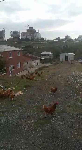 Boğazköy Tavuk Çiftliği