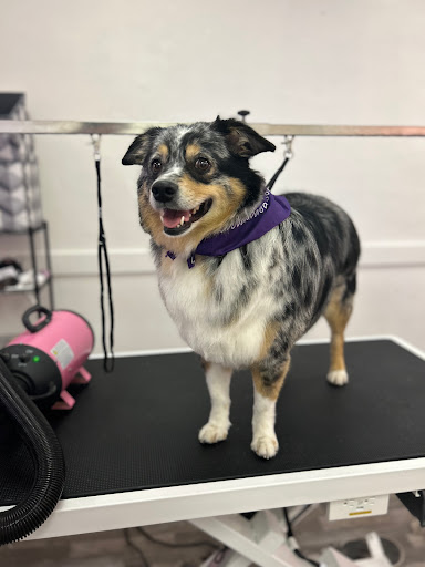 The Pink Pug Pet Salon