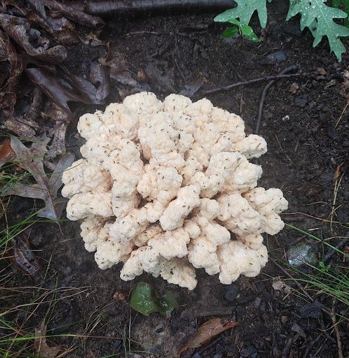 Park «Veterans Memorial Park», reviews and photos, 6328 State Road, Parma, OH 44134, USA