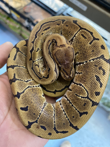 Pet Store «Jules Pet Shop», reviews and photos, 2214 N Milwaukee Ave, Chicago, IL 60647, USA