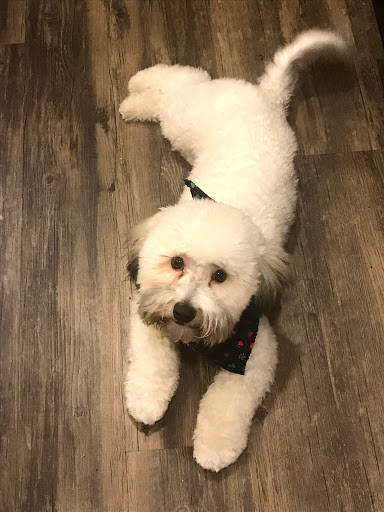 Purr-fect Pets Georgetown, 1915 N Austin Ave, Georgetown, TX 78626, USA, 