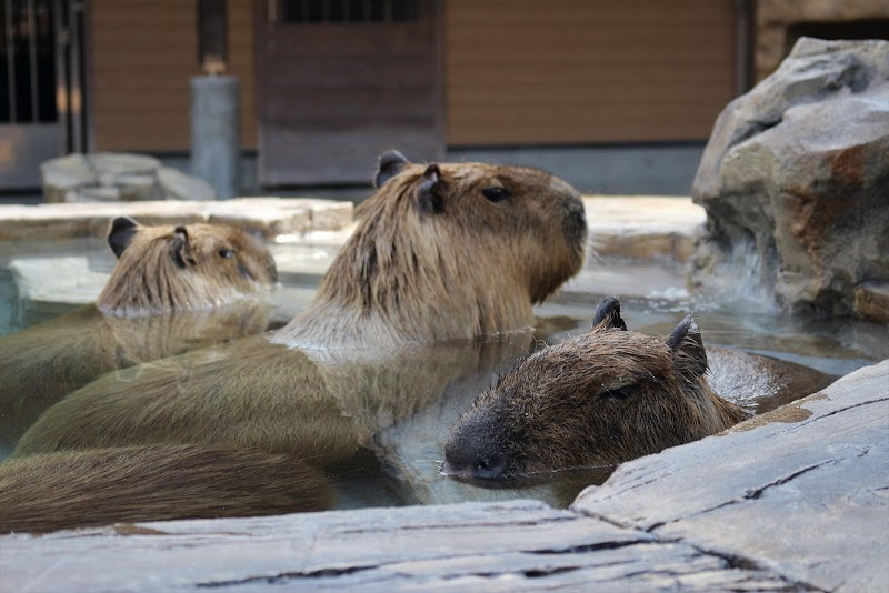 ふれあい動物園