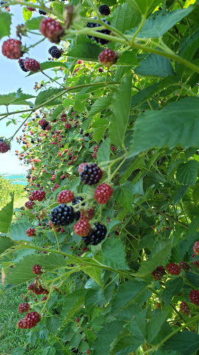 Farm «Manoff Market Gardens», reviews and photos, 3157 Comfort Rd, Solebury, PA 18963, USA