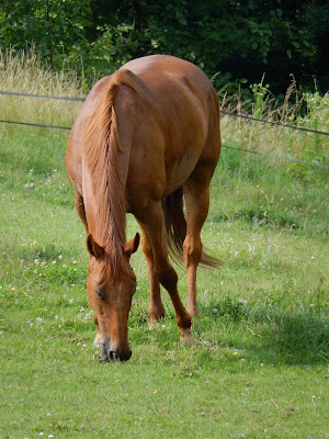 Les ecuries de merlas à Merlas