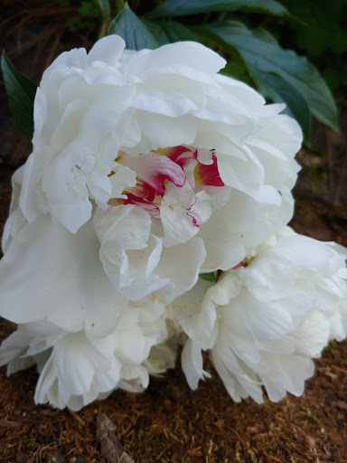 Tourist Attraction «William Harris Homestead», reviews and photos, 3636 State Hwy 11, Monroe, GA 30656, USA