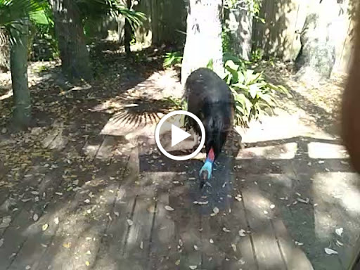 Zoo «St. Augustine Alligator Farm Zoological Park», reviews and photos, 999 Anastasia Blvd, St Augustine, FL 32080, USA