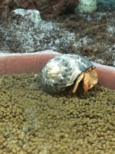 Pet Supply Store «Petco Animal Supplies», reviews and photos, 5700 100th St SW, Lakewood, WA 98499, USA