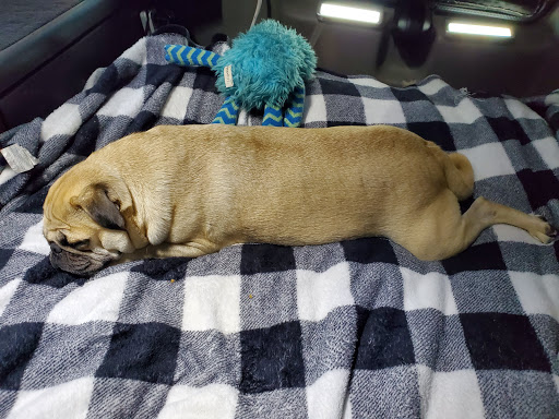 Pet Supply Store «PetSmart», reviews and photos, 466 S Watson Rd, Buckeye, AZ 85326, USA