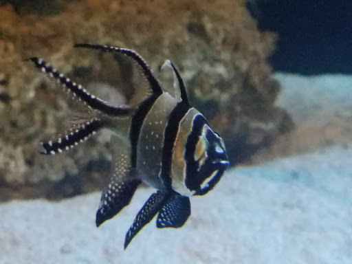 Aquarium «SeaQuest Interactive Aquarium Las Vegas», reviews and photos, 3528 S Maryland Pkwy #340, Las Vegas, NV 89169, USA