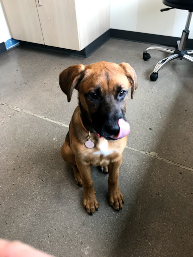 Pet Supply Store «Petco Animal Supplies», reviews and photos, 1265 Sergeant Jon Stiles Dr f, Highlands Ranch, CO 80129, USA