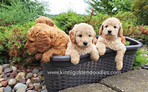 Kinnickinnic Goldendoodles image