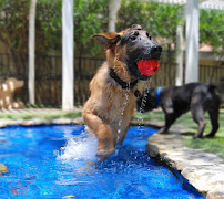 Canyon View Ranch - Photo 6 - Car repair in Topanga, CA, Simi Valley