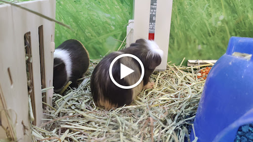 Pet Supply Store «PetSmart», reviews and photos, 2017 N Prospect Ave, Champaign, IL 61822, USA