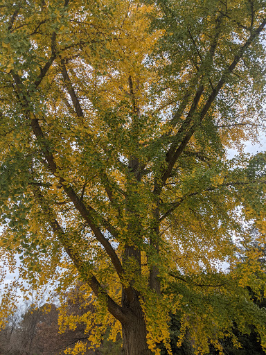 Museum «Gunston Hall», reviews and photos, 10709 Gunston Rd, Lorton, VA 22079, USA