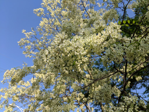 Park «Scioto Audubon Metro Park.», reviews and photos, 400 W Whittier St, Columbus, OH 43215, USA