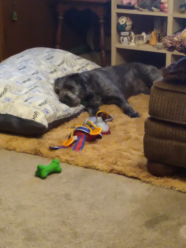 Animal Shelter «South Suburban Humane Society», reviews and photos