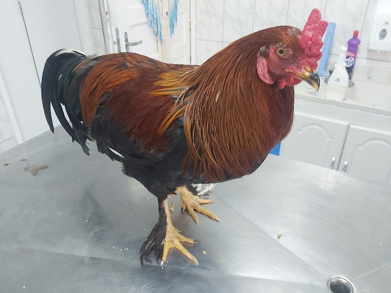 Medicis Animalis — O profissional veterinário em São Paulo, SP