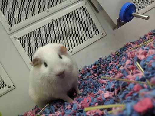 Pet Supply Store «Petco Animal Supplies», reviews and photos, 1215-1309 NJ-33 #1, Hamilton Township, NJ 08690, USA