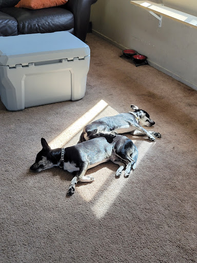 Pet Groomer «Pupazzo Dog Grooming Xprss & Pet Supplies», reviews and photos, 2080 E Pacific Coast Hwy, Long Beach, CA 90804, USA