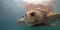 The Karen Beasley Sea Turtle Rescue and Rehabilitation Center