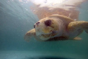 The Karen Beasley Sea Turtle Rescue and Rehabilitation Center image