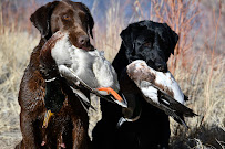 Utah Bird Dog Training - Photo 2 - Car repair in Payson, UT, Provo