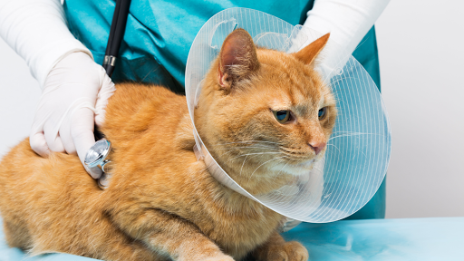 5407 4th St C, Lubbock, TX 79416, USA