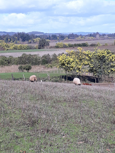 Río Cholchol - Camping