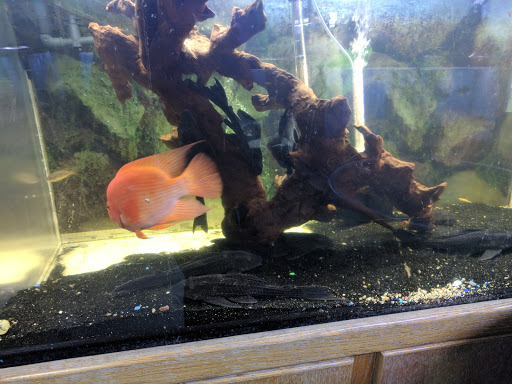 Pet Store «Fish Aquariums & Stuff», reviews and photos, 6112 W Fairview Ave, Boise, ID 83704, USA