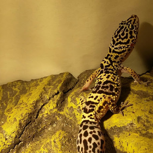 Pet Supply Store «Petco Animal Supplies», reviews and photos, 810 Kingwood Dr, Kingwood, TX 77339, USA