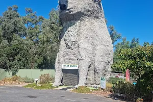 Giant Koala image