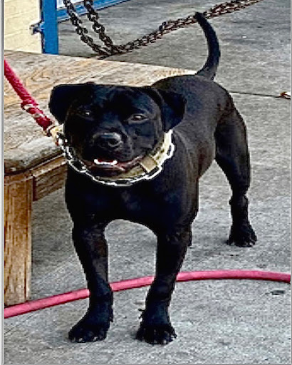 Pet Supply Store «Ace Pet Supply & K-9 Center Inc», reviews and photos, 206 Vanderpool St, Newark, NJ 07114, USA