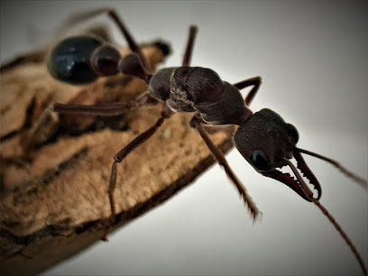 Queen of Ants