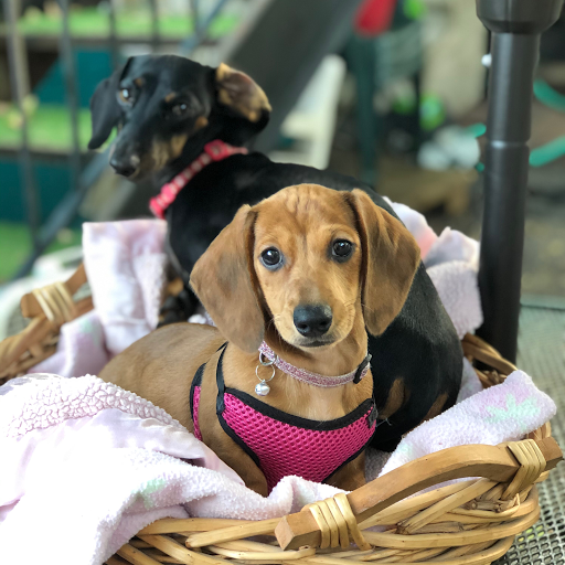 Pet Groomer «Doggie Style Bowtique», reviews and photos, 1713 Westport Rd, Kansas City, MO 64111, USA