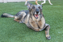 Dogtopia of Fredericksburg - Photo 9 - Car repair in Fredericksburg, VA, Fredericksburg