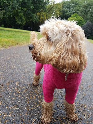 London Top Doggy Day Care LTD.