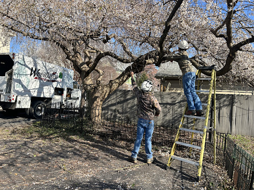 Woodlawn Tree Service - Maysville, West Virginia