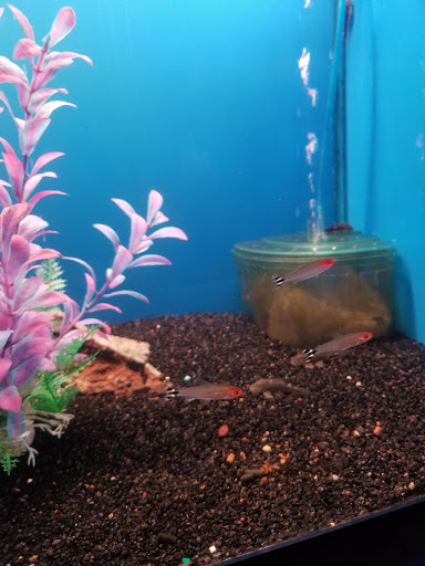Tropical Fish Store «Tropi-Quatics Pet Center», reviews and photos, 337 S Main St, Lombard, IL 60148, USA