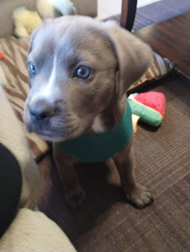 Gall Thomas DVM image