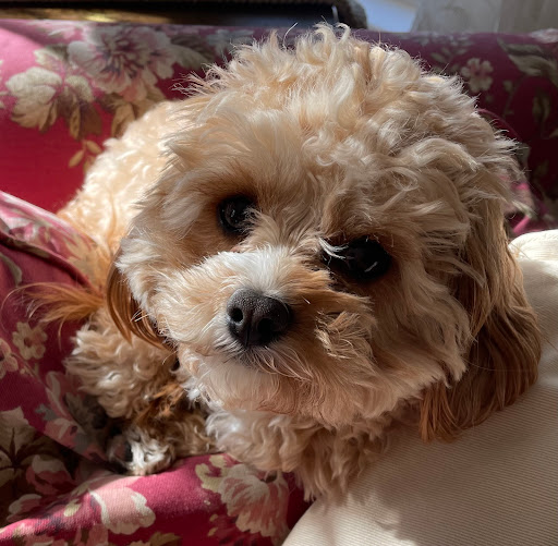 Superior Hilltop Kennels