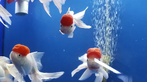 Pet Store «Pet World», reviews and photos, 891 Harriman Pl, San Bernardino, CA 92408, USA