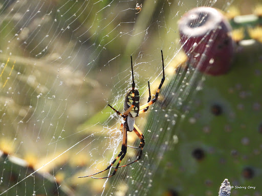 Nature Preserve «Joshua Springs Park and Preserve», reviews and photos, 716 Farm to Market 289, Comfort, TX 78013, USA