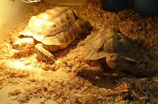 Pet Store «Night Stalkers Pet Emporium», reviews and photos, 5008 Madison Ave, Anderson, IN 46013, USA