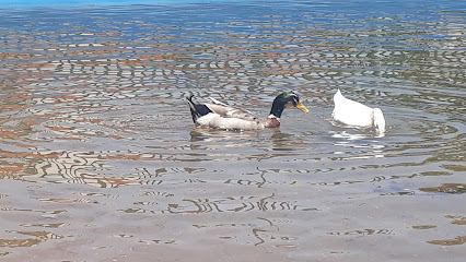 Lanchas del Parque de Morales