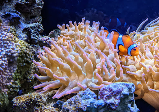 Aquarium «Aquarium of Boise», reviews and photos, 64 N Cole Rd, Boise, ID 83704, USA